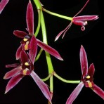 Cymbidium Dayanum Red-Flowering Size